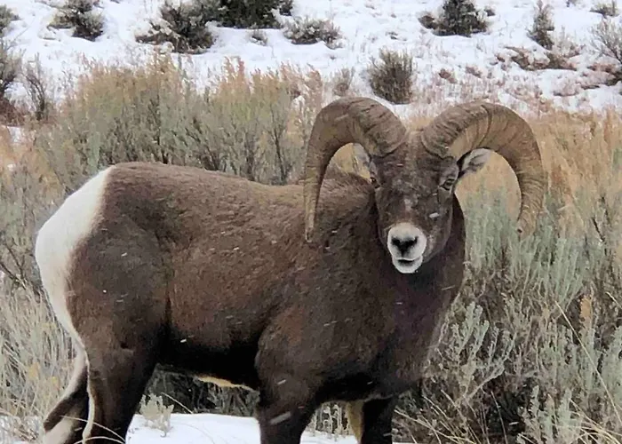 Valley Magic, East Yellowstone * Wapiti